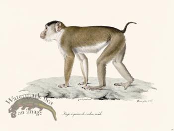 Cuvier 356 Male Pigtail Monkey